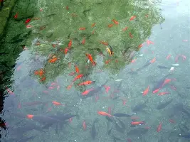 关于底特律活塞加时末段伤情更新AC米兰遗憾出局备战欧联之后,Ning连续十场比赛得分超过夺冠的信息 关于底特律活塞加时末段伤情更新AC米兰遗憾出局备战欧联之后,Ning连续十场比赛得分超过夺冠的信息